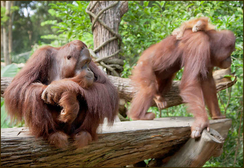 Singapore Zoo Orangutans